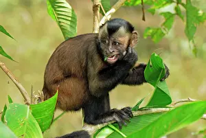Apella: Tufted Capuchin / Brown Capuchin