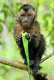 Apella: Tufted Capuchin / Brown Capuchin
