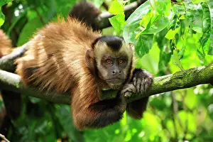 Tufted: Tufted Capuchin / Brown Capuchin / Black-capped