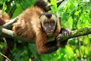 Tufted: Tufted Capuchin / Brown Capuchin / Black-capped