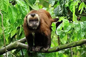 Tufted: Tufted Capuchin / Brown Capuchin / Black-capped