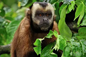 Tufted: Tufted Capuchin / Brown Capuchin / Black-capped