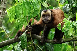 Tufted: Tufted Capuchin / Brown Capuchin / Black-capped