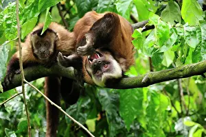 Tufted: Tufted Capuchin / Brown Capuchin / Black-capped