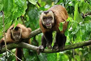 Tufted: Tufted Capuchin / Brown Capuchin / Black-capped