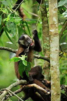 Tufted: Tufted Capuchin / Brown Capuchin / Black-capped