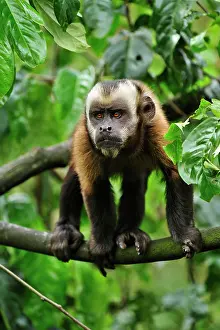 Tufted: Tufted Capuchin / Brown Capuchin / Black-capped