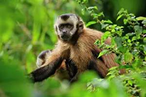 Tufted: Tufted Capuchin / Brown Capuchin / Black-capped