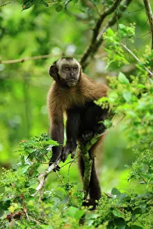 Tufted: Tufted Capuchin / Brown Capuchin / Black-capped