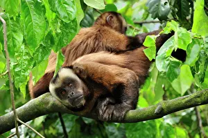 Tufted: Tufted Capuchin / Brown Capuchin / Black-capped