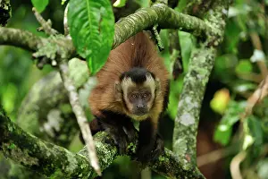 Tufted: Tufted Capuchin / Brown Capuchin / Black-capped