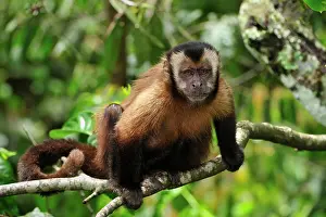 Tufted: Tufted Capuchin / Brown Capuchin / Black-capped