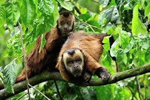 Tufted: Tufted Capuchin / Brown Capuchin / Black-capped