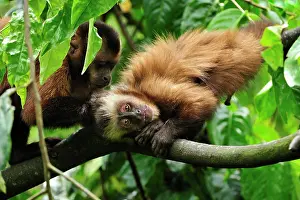 Tufted: Tufted Capuchin / Brown Capuchin / Black-capped