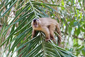 Apella: Tufted Capuchin / Brown Capuchin / Black-capped Capuchin