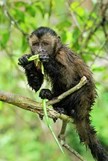 Apella: Tufted Capuchin / Brown Capuchin - feeding