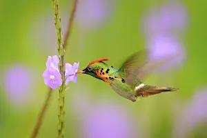 Decorated: Tufted Coquette, colourful hummingbird with orange crest and collar in the green and violet flower habitat