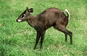 Cephalophus: Tufted Deer