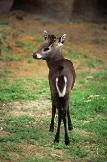 Cephalophus: Tufted Deer - stands on grassed area