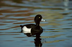 Fuligula: Tufted Duck