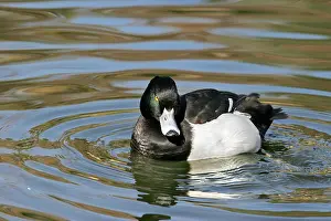 Fuligula: Tufted Duck