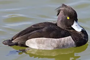 Fuligula: Tufted Duck