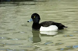 Fuligula: Tufted Duck
