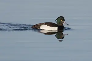 Aythya: Tufted Duck