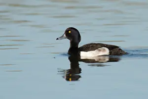 Aythya: Tufted Duck