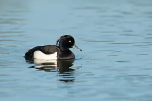 Aythya: Tufted Duck