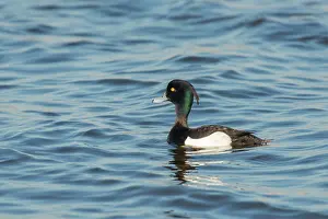 Drifting: Tufted Duck