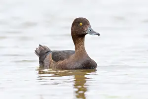 Aythya: Tufted Duck