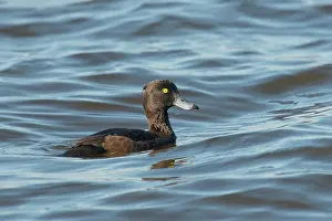 Drifting: Tufted Duck
