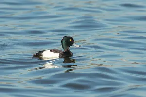Drifting: Tufted Duck