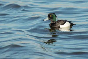 Drifting: Tufted Duck