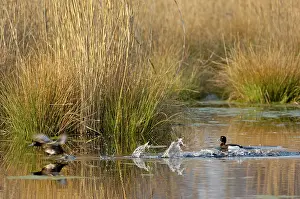 Aythya: Tufted Duck