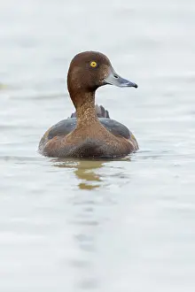 Aythya: Tufted Duck