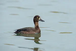 Aythya: Tufted Duck