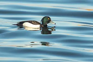 Aythya: Tufted Duck