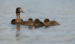 Aythya: Tufted Duck