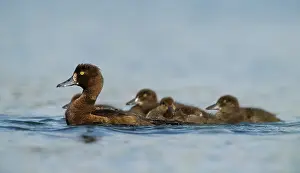 Aythya: Tufted Duck