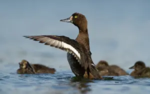 Aythya: Tufted Duck