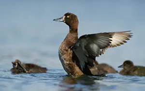 Aythya: Tufted Duck