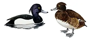 Aythya: Tufted Duck
