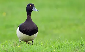 Aythya: Tufted Duck