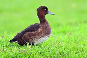 Aythya: Tufted Duck