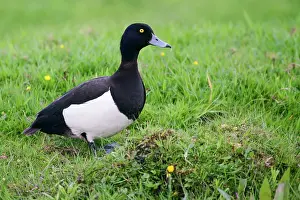 Aythya: Tufted Duck