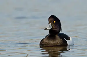 Aythya: Tufted Duck