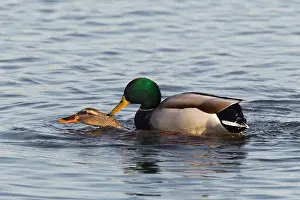 Aythya: Tufted Duck