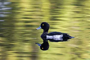 Aythya: Tufted Duck